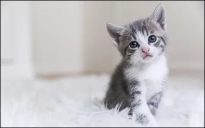 Mais notre chat qui est un... l'a attrapé et mangé.