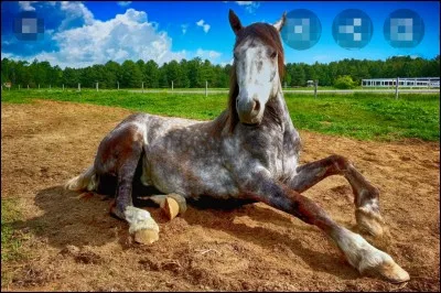 Le cheval peut-il vomir ?