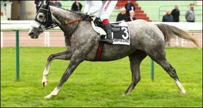 Quelle cavalière de 22 ans est décédée sur une épreuve de cross le 7 septembre 2019 ?