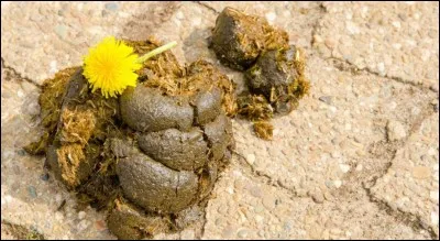 Comment ramasse-t-on le crottin du cheval ?