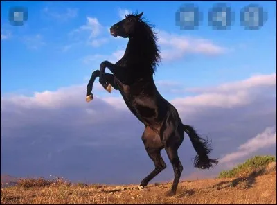 Le cheval pète-t-il ?