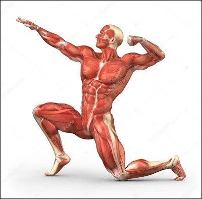 Dans quelle partie du corps humain trouve-t-on le triceps sural ?