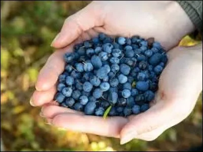 Lequel de ces termes ne fait pas r&eacute;f&eacute;rence aux myrtilles.