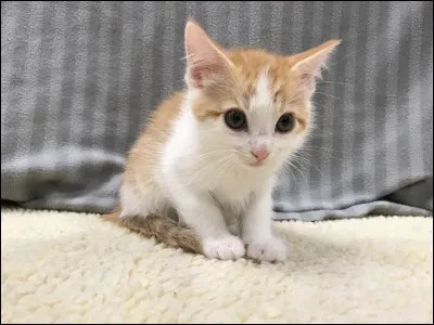 Tu veux un animal. De toute évidence c'est...