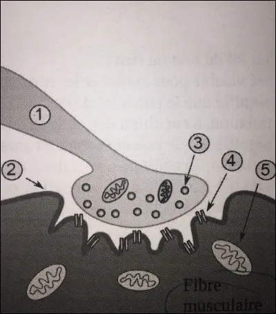 Les numéros de cette image correspondent à :