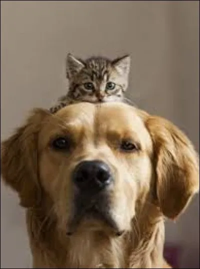 Quel animal a-t-on dans la gorge d'après une célèbre expression ?