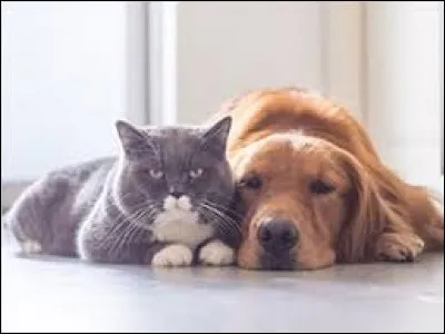 Quel animal se traduit par 'gato' en espagnol ?