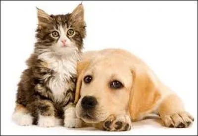 Quel animal vénéraient les égyptiens dans l'Antiquité ?