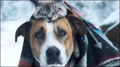 Pour quel animal très souvent représenté dans ses tableaux, le peintre Charles van den Eycken est-il reconnu ?