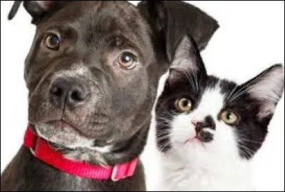 Quel animal peut-être désigné par le mot 'cabot' ?