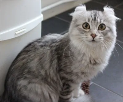 De quelle race est ce chat ?