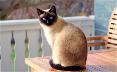 De quelle race est ce chat ?