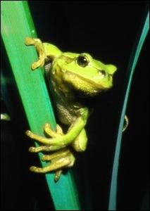 Quel est le temprature interne d'un amphibien (comme la grenouille) ?
