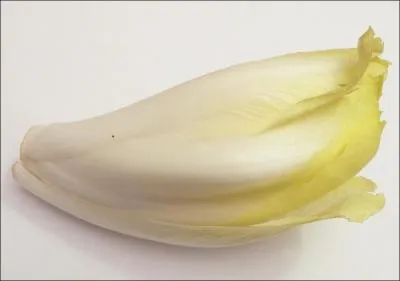 Comment obtient-on des endives bien blanches ?