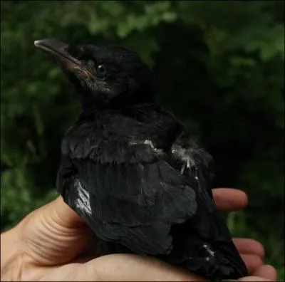 Le petit du corbeau s'appelle ...