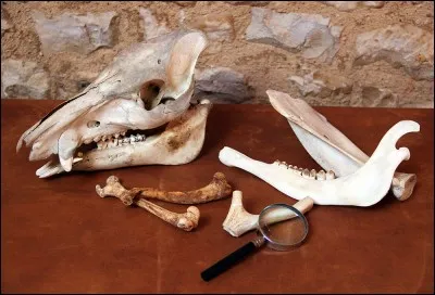 L'étude des relations entre les humains et les animaux au cours du temps est 