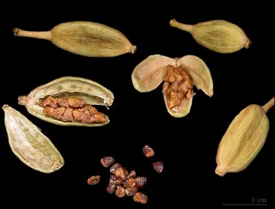Quel est le nom de cette épice provenant des graines de la capsule d'un fruit d'une plante herbacée ?