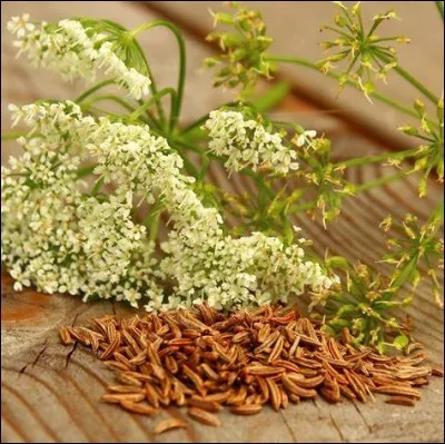 Quel est le nom de cette épice provenant d'une plante herbacée proche du fenouil ?