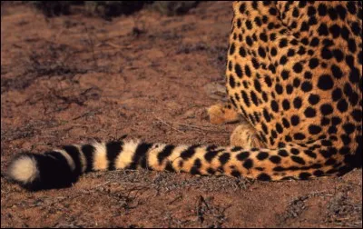 Votre réponse devra être rapide, tout comme lui !