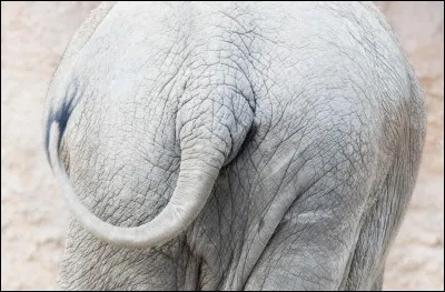 Il parait que ça trompe énormément !