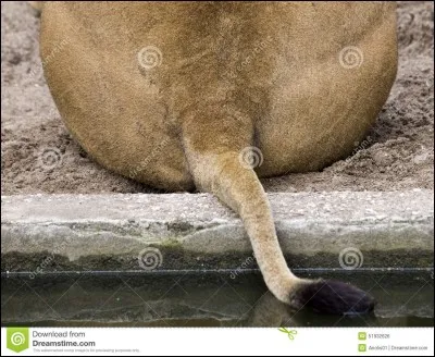 Pourquoi il irait se fatiguer à chasser puisque c'est madame qui fait tout le boulot !