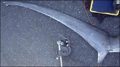 Son nom lui vient d'un chasseur réputé rusé !