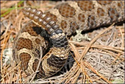 Quand il ou elle agite sa sonnette, il vaut mieux vous écarter !