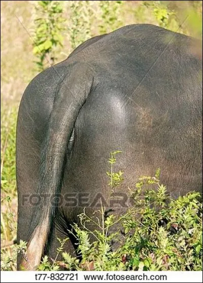 Qu'il soit africain ou asiatique, il n'a pas vraiment bon caractère !