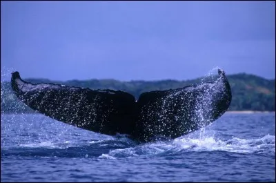 Il vaut mieux éviter d'être en-dessous !