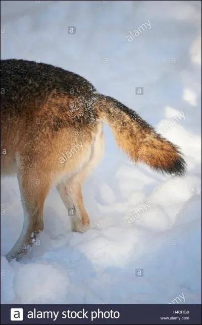 Indice : Le titre du quiz lui convient tout à fait !