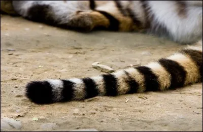 Dans "Le Livre de la Jungle", il est l'ennemi juré de Mowgli !