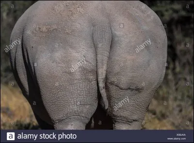 Il est celui des animaux, hormis le moustique, qui fait le plus de victimes humaines en Afrique !