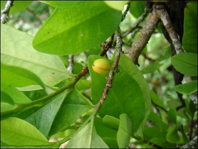 &Agrave; base de coca&iuml;ne, noir et p&eacute;tillant, je suis...