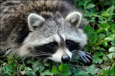 En 1937, est lancée sur Radio Cité, la série "Autour de la table". Cette émission est relancée plus tard sur Radio Luxembourg, sous le titre...