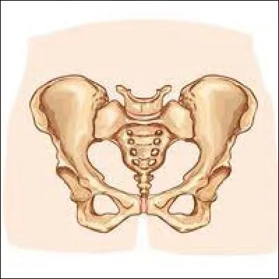 Cette partie du corps humain est le...