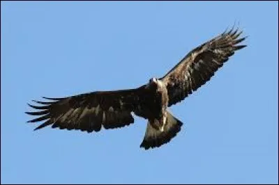 Ton rêve le plus fou, c'est :