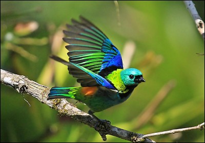 Quel est le nom de cet oiseau passereau d'Amérique du Sud ?