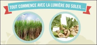 Quel est le synonyme de ''saccharose'' ?