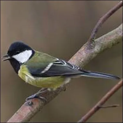 Quel est cet oiseau ?