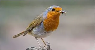 Quel est cet oiseau ?