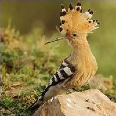 Quel est cet oiseau ?