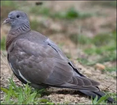 Quel est cet oiseau ?