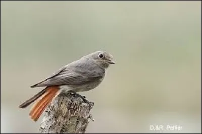 Quel est cet oiseau ?