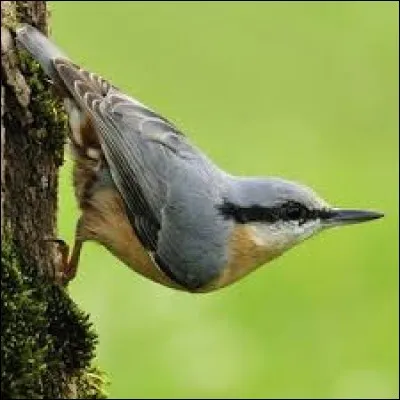 Quel est cet oiseau ?