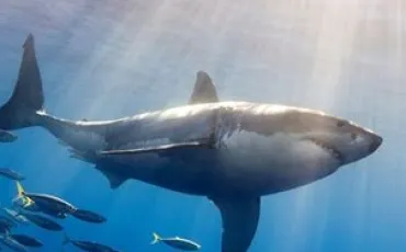 Quiz Requins