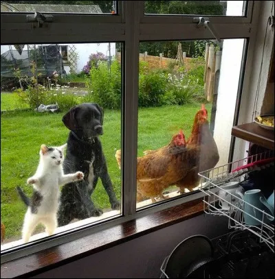 Quel animal ne peut-on pas voir ?