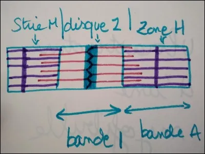 Quelle est la structure représentée ?