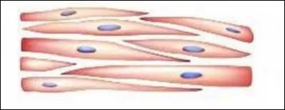 Quel est ce muscle ?