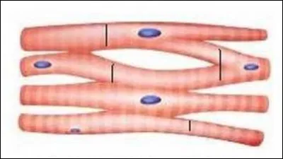 Quel est ce muscle ?