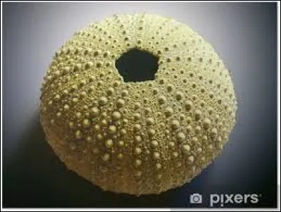 Le test est le nom donné au squelette calcaire de plusieurs animaux globulaires comme les oursins.